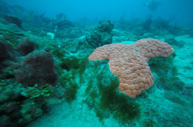 Parque submarino La Caleta 3